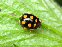 Coccinula quatuordecimpustulata