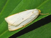 Cybosia mesomella
