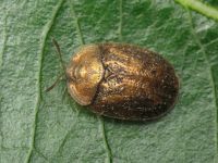Hypocassida