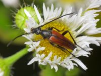 Stenurella bifasciata