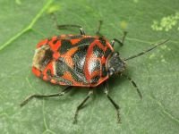 Eurydema (Eurydema) ornata