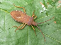 Gonocerus acuteangulatus