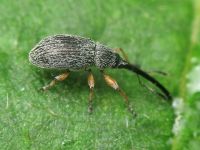 Rhopalapion longirostre