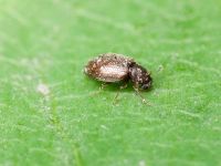 Cortinicara gibbosa
