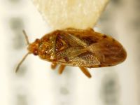 Chilacis typhae