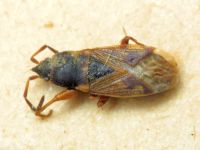 Icus angularis