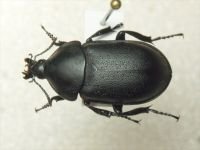 Ablattaria arenaria