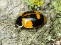 Adalia bipunctata