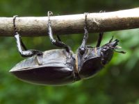 Lucanus cervus