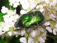Cetonia aurata