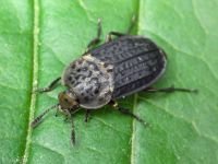 Thanatophilus rugosus