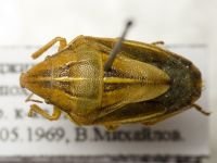 Aelia melanota