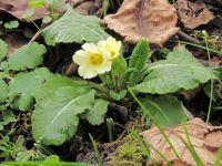 Primula acaulis