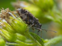 Nysius ericae