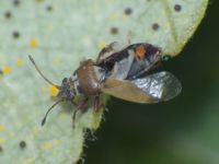 Cymus melanocephalus