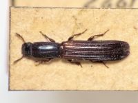 Colydium filiforme