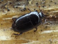 Platylomalus complanatus