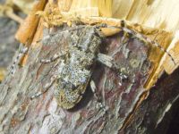 Mesosa nebulosa
