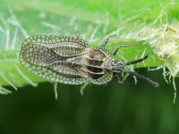 Dictyonota strichnocera