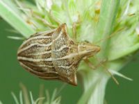 Ancyrosoma leucogrammes