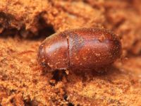 Pentaphyllus testaceus