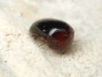 Agathidium nigripenne