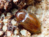 Symbiotes gibberosus