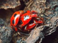 Endomychus coccineus