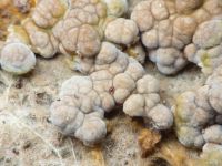Fungi