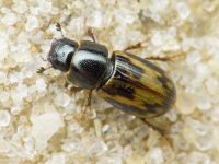 Aphodius