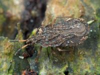 Aradus distinctus