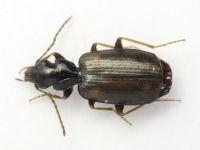 Syntomus obscuroguttatus