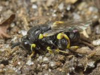 Chalcididae