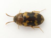 Mycetophagus piceus