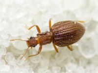 Stephostethus angusticollis