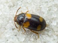 Mycetophagus quadripustulatus