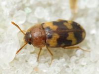 Mycetophagus piceus