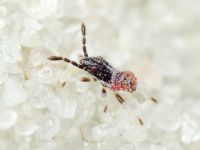 Rhopalidae