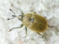 Rhinusa neta