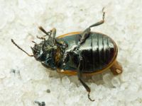 Chrysolina marginata