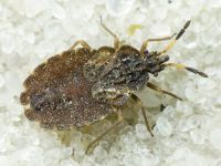 Aradus distinctus