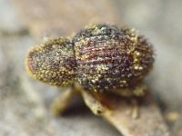 Acalles (Acalles) echinatus