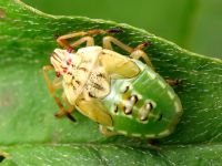 Elasmucha grisea
