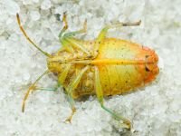 Elasmucha grisea