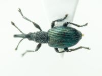 Ceratapion scalptum