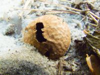 Fungi