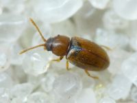 Cryptophagidae