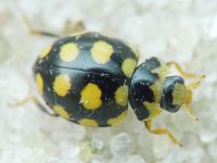 Coccinula quatuordecimpustulata