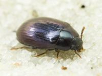 Platydema violaceum