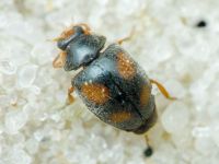 Scymnus frontalis